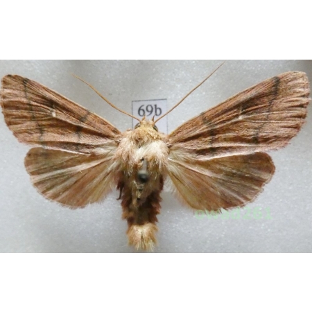 Mythimna turca (Linnaeus, 1761) Czech69b